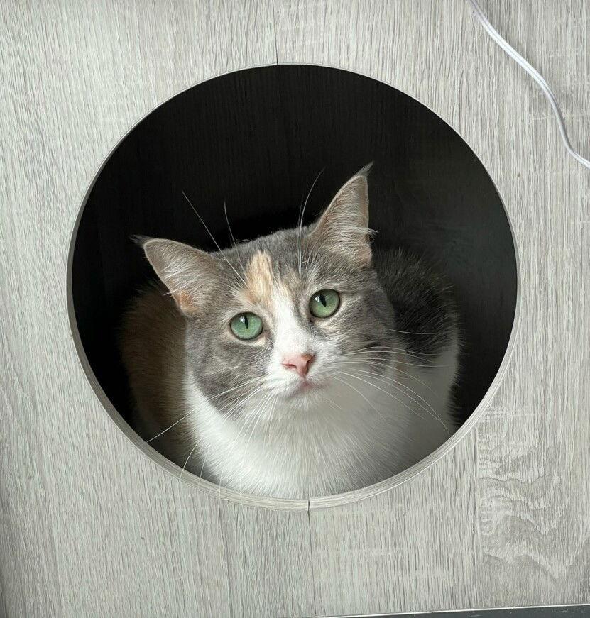 Lexi, Adoptable, Adult Female Domestic Short Hair & Dilute Calico.