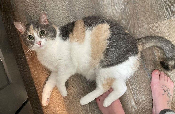 Enlarge Lexi, a Adoptable mixed breed in Traverse City, MI image 3/5