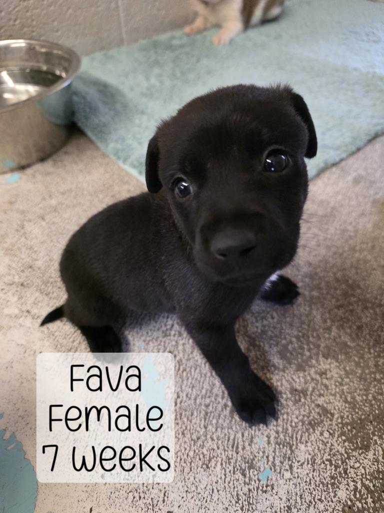 Fava, Adoptable, Puppy Female Mixed Breed.