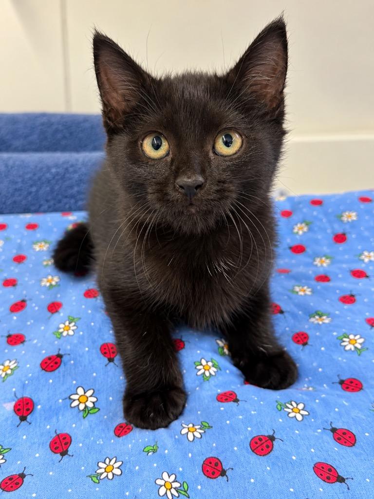 Poppyseed, Adoptable, Kitten Female Domestic Short Hair.