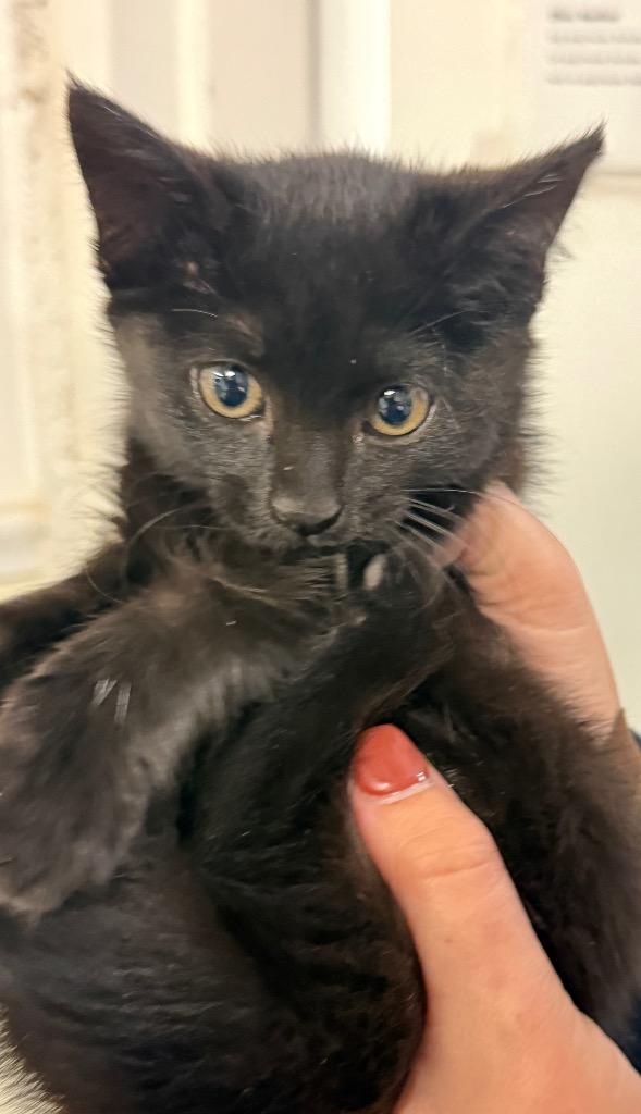 Enlarge Poppyseed, a Adoptable mixed breed in Ewing, NJ image 2/3