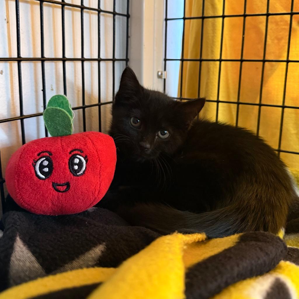 Enlarge Poppyseed, a Adoptable mixed breed in Ewing, NJ image 3/3