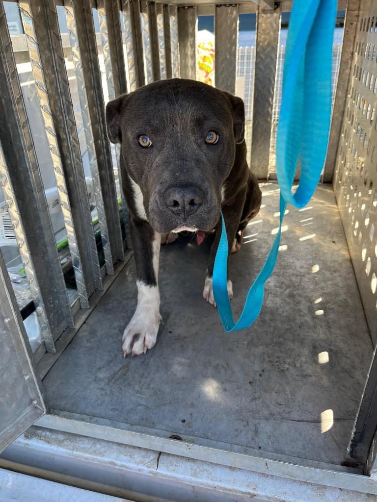 Guran - 24458D, Young Male Mixed Breed