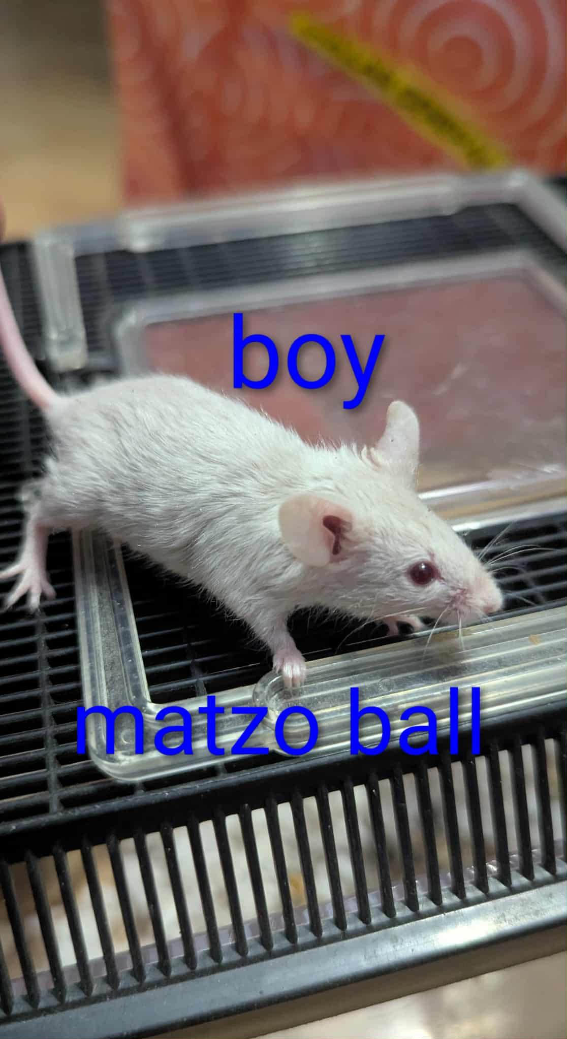 Matzo Ball, Adoptable, Baby Male Mouse.