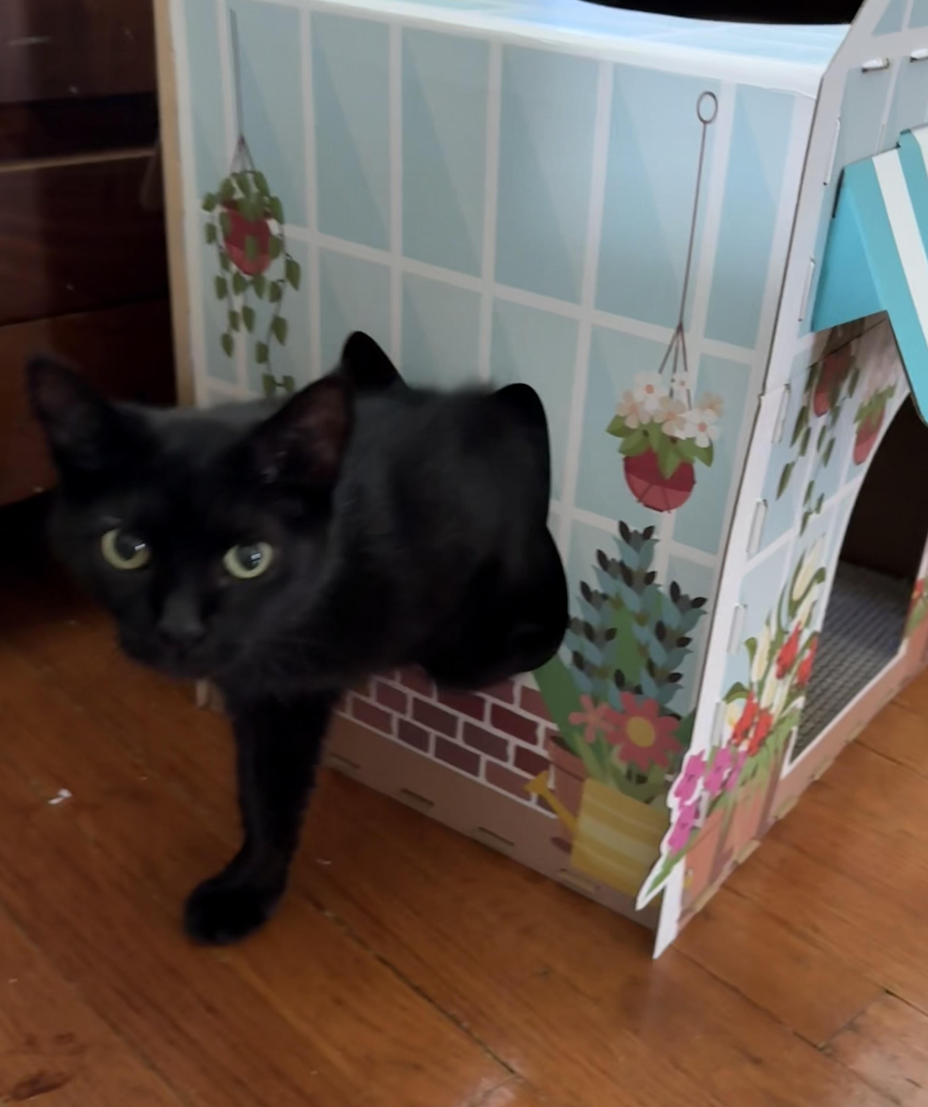Enlarge Elvira, a Adoptable Domestic Short Hair in Bethel Park, PA image 1/3