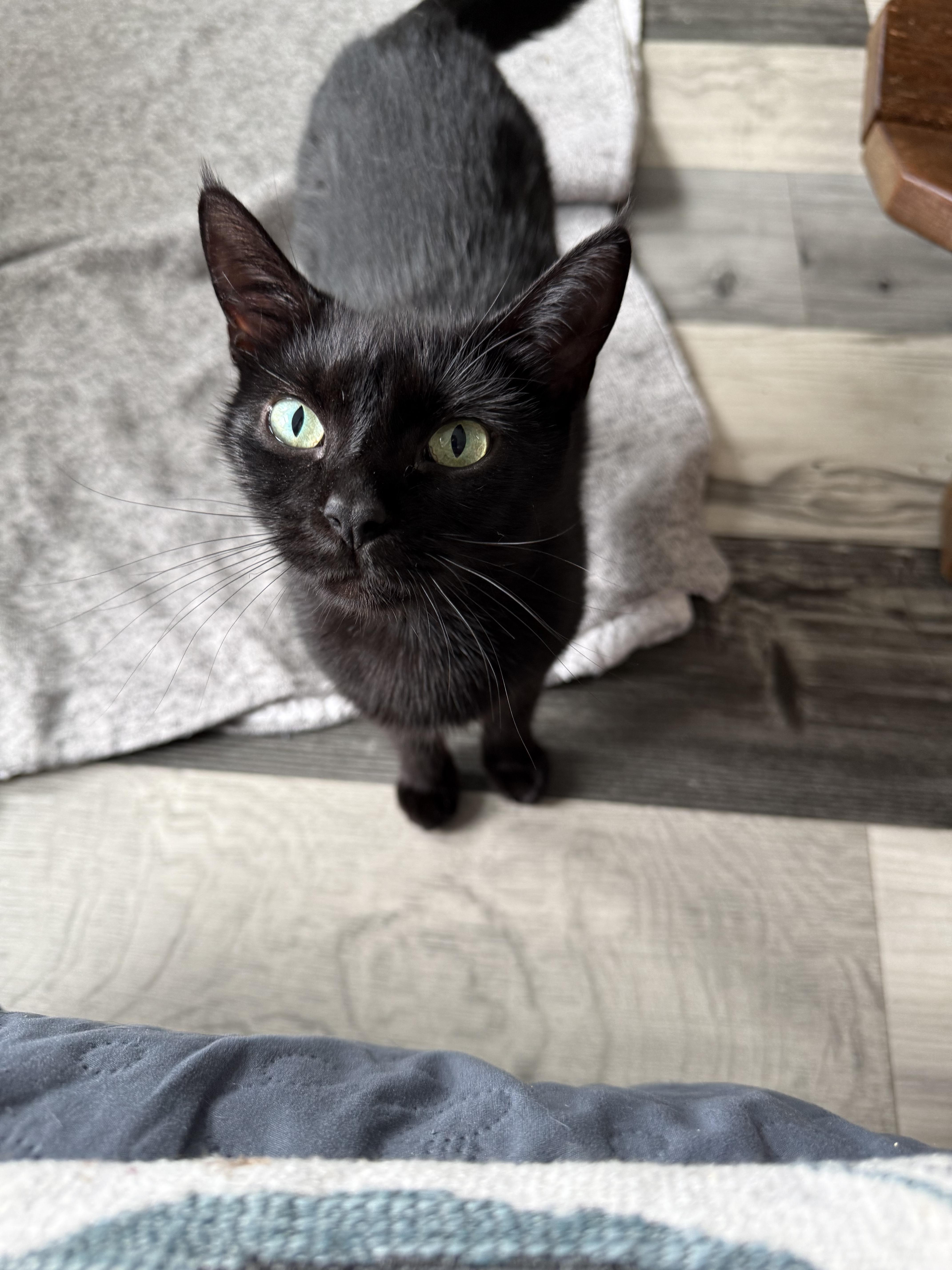 Enlarge Elvira, a Adoptable Domestic Short Hair in Bethel Park, PA image 2/3