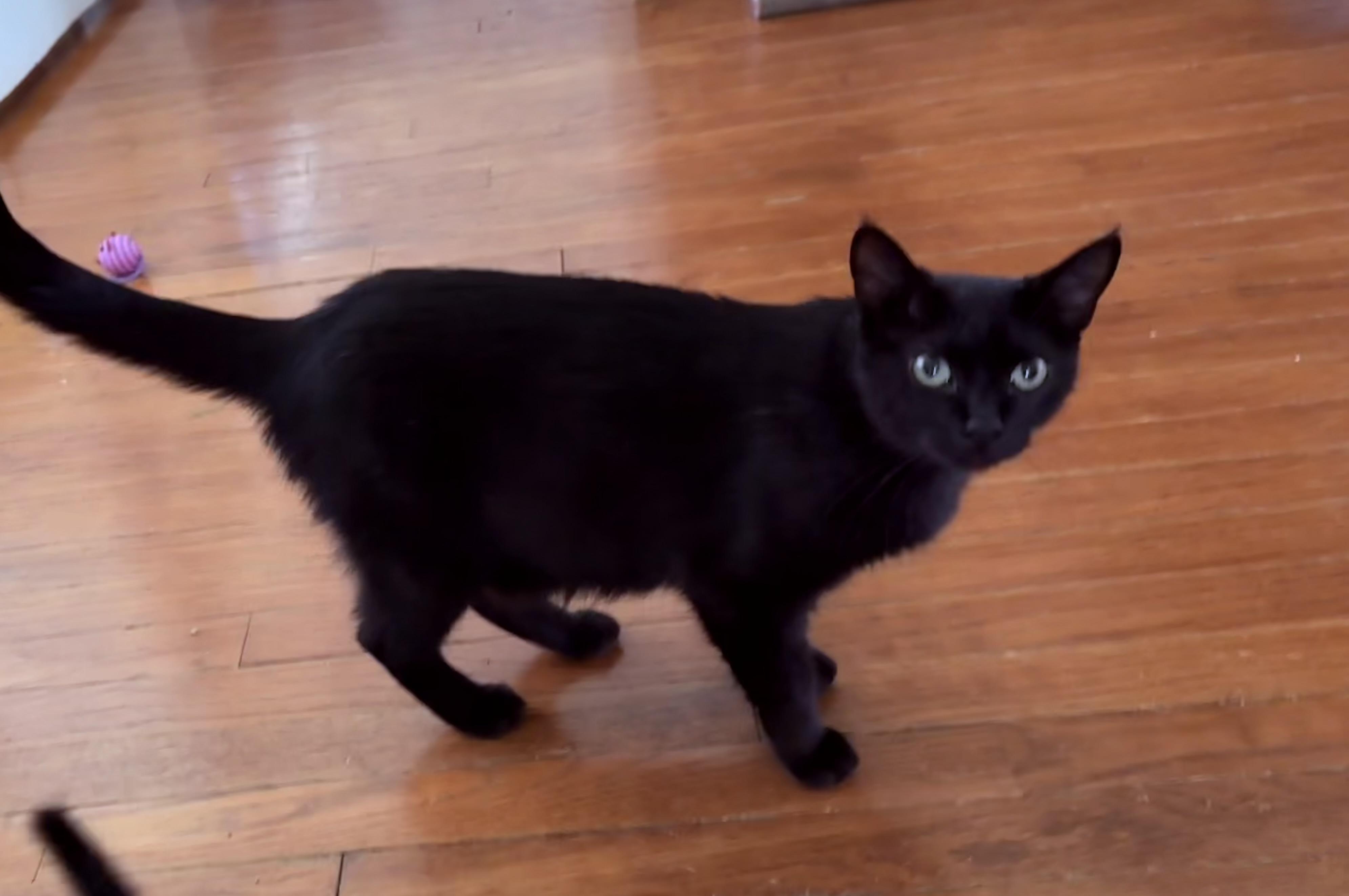 Enlarge Elvira, a Adoptable Domestic Short Hair in Bethel Park, PA image 3/3