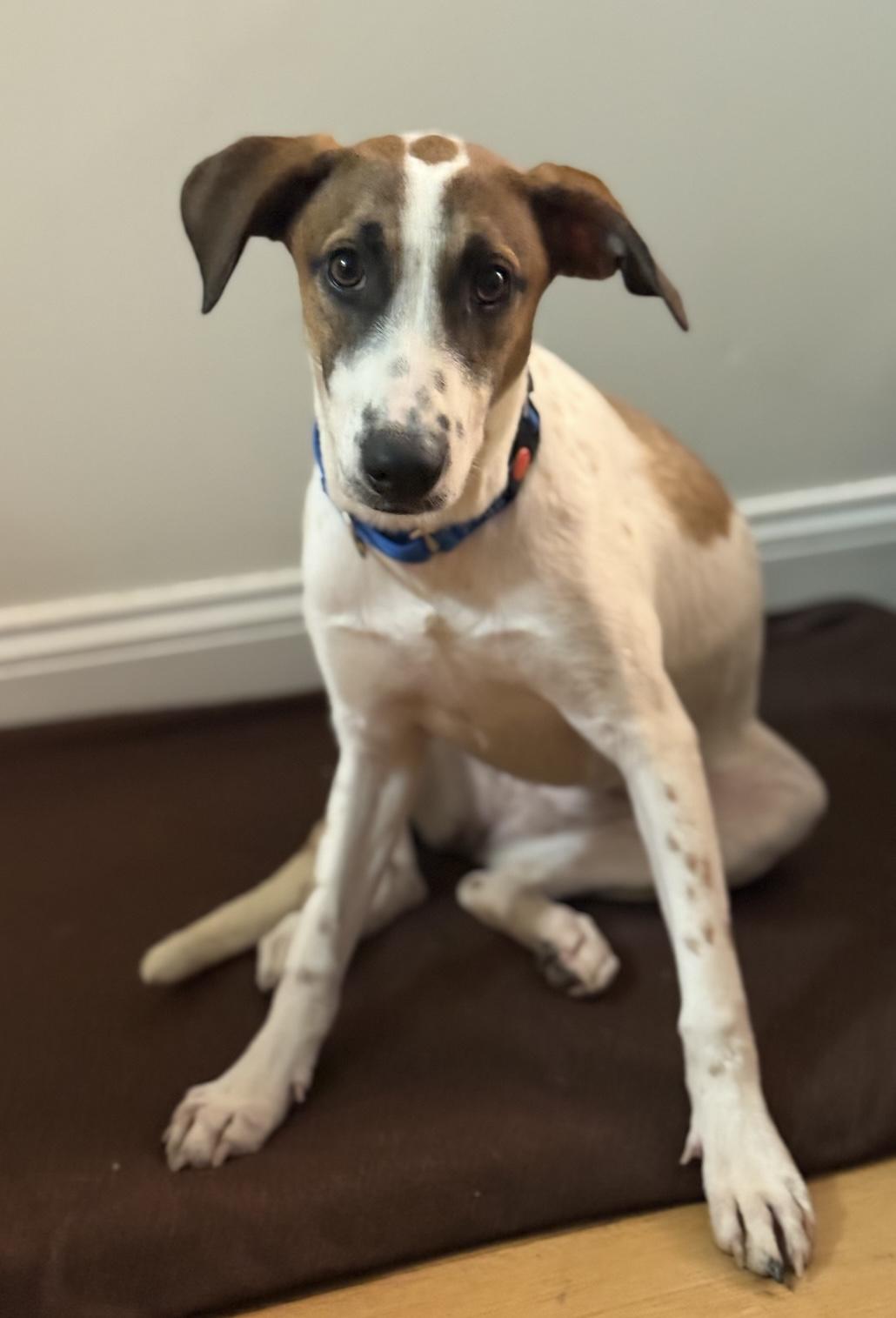 Enlarge Petra, a ADOPTABLE mixed breed in New York, NY image 1/6