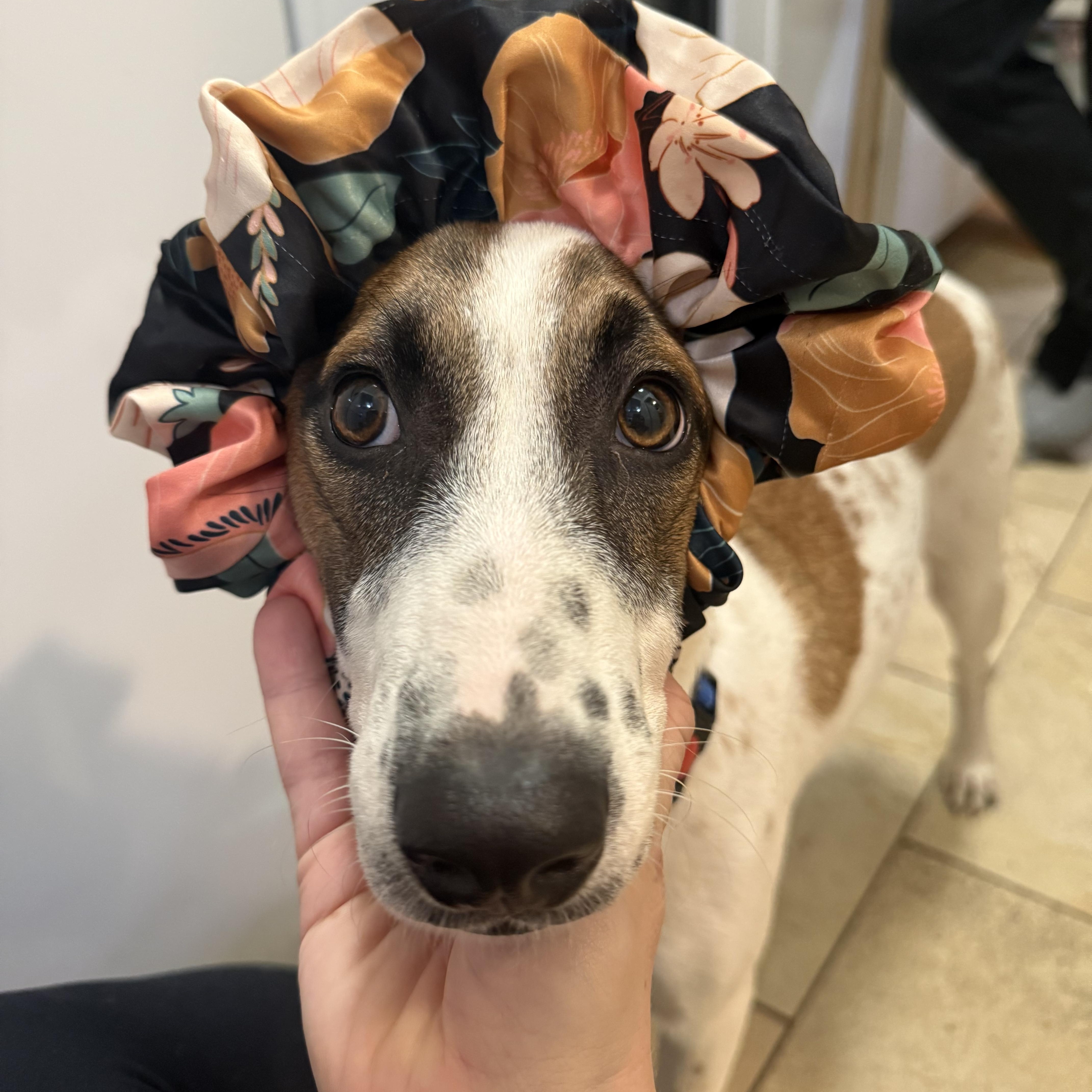 Enlarge Petra, a ADOPTABLE mixed breed in New York, NY image 5/6