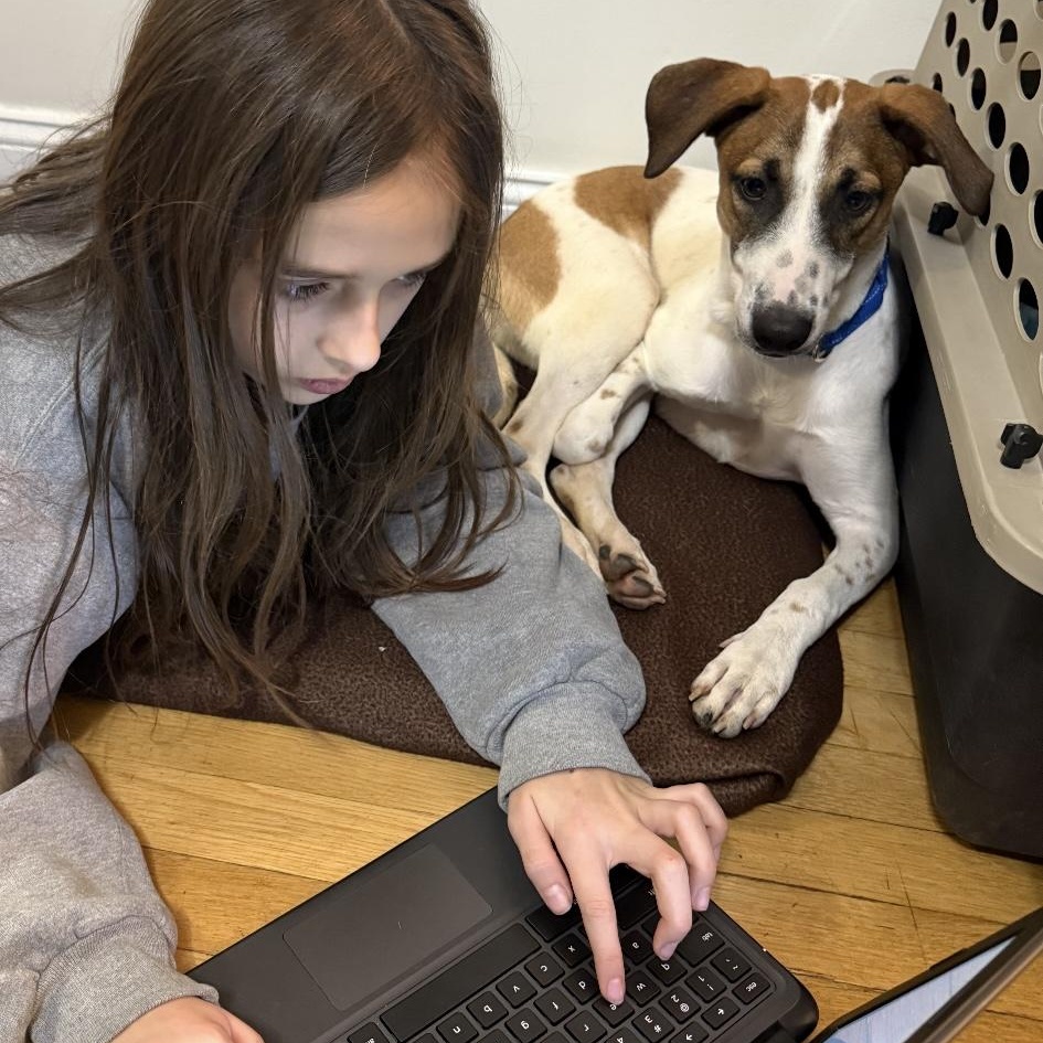 Enlarge Petra, a ADOPTABLE mixed breed in New York, NY image 2/6