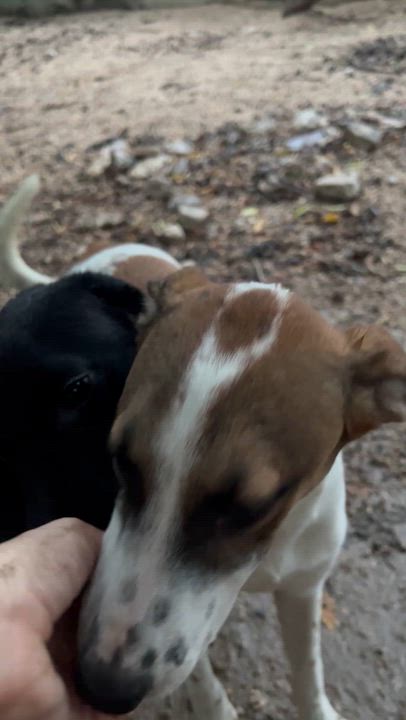 Enlarge Petra, a ADOPTABLE mixed breed in New York, NY video 3/6