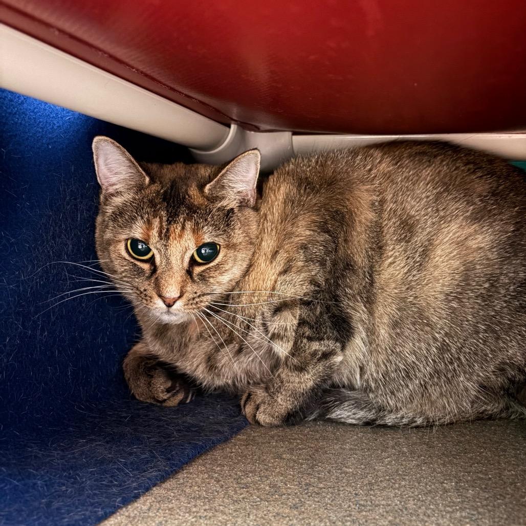 Enlarge Fannie, a Adoptable Domestic Short Hair in Fredericksburg, VA image 1/2