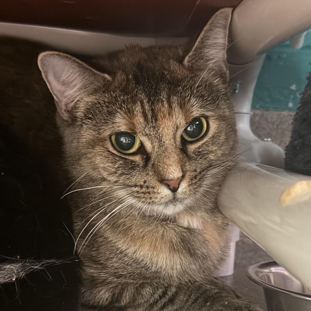 Enlarge Fannie, a Adoptable Domestic Short Hair in Fredericksburg, VA image 2/2