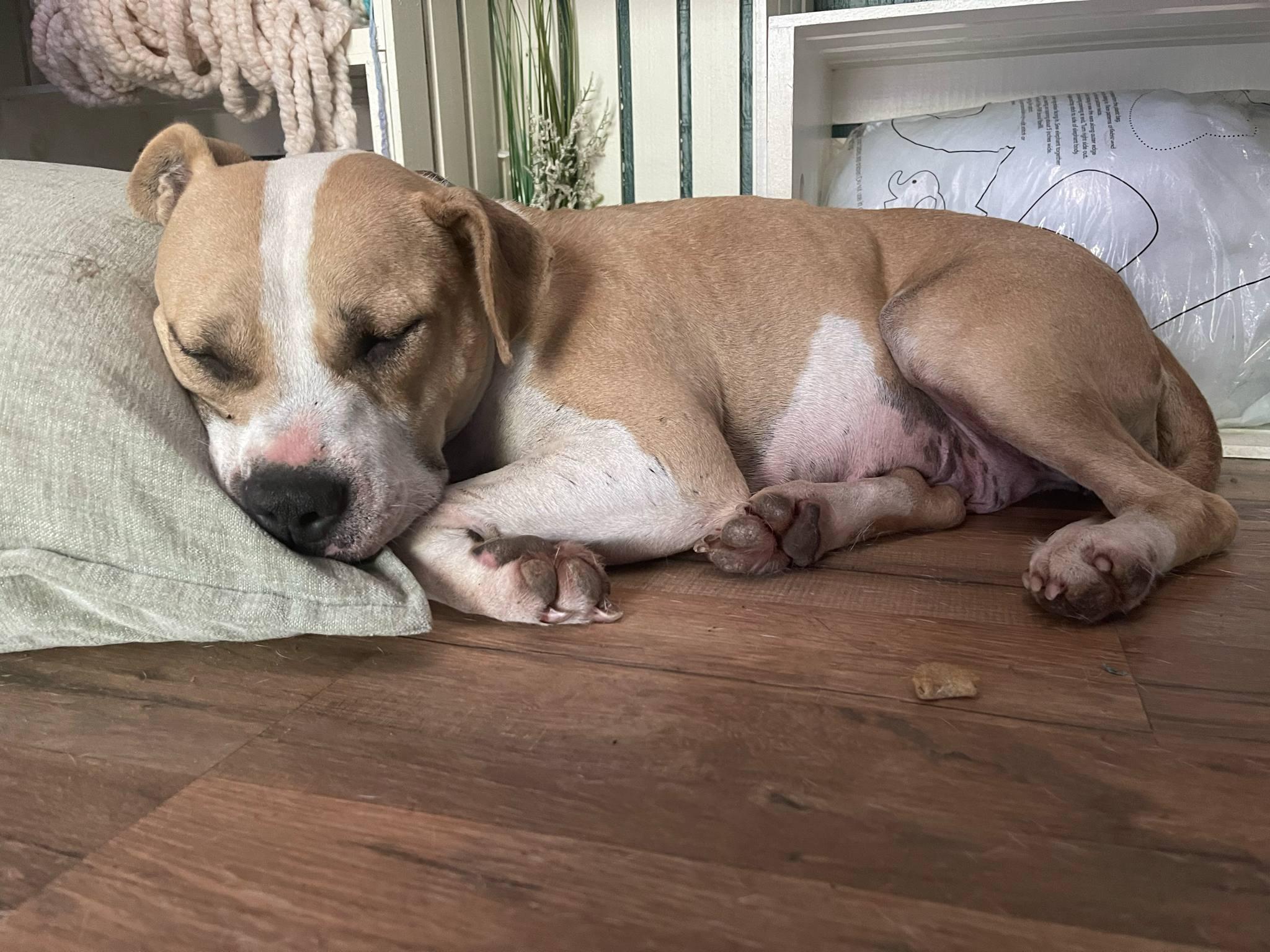 Honeysuckle, a Adoptable mixed breed in Ayden, NC image 1/3