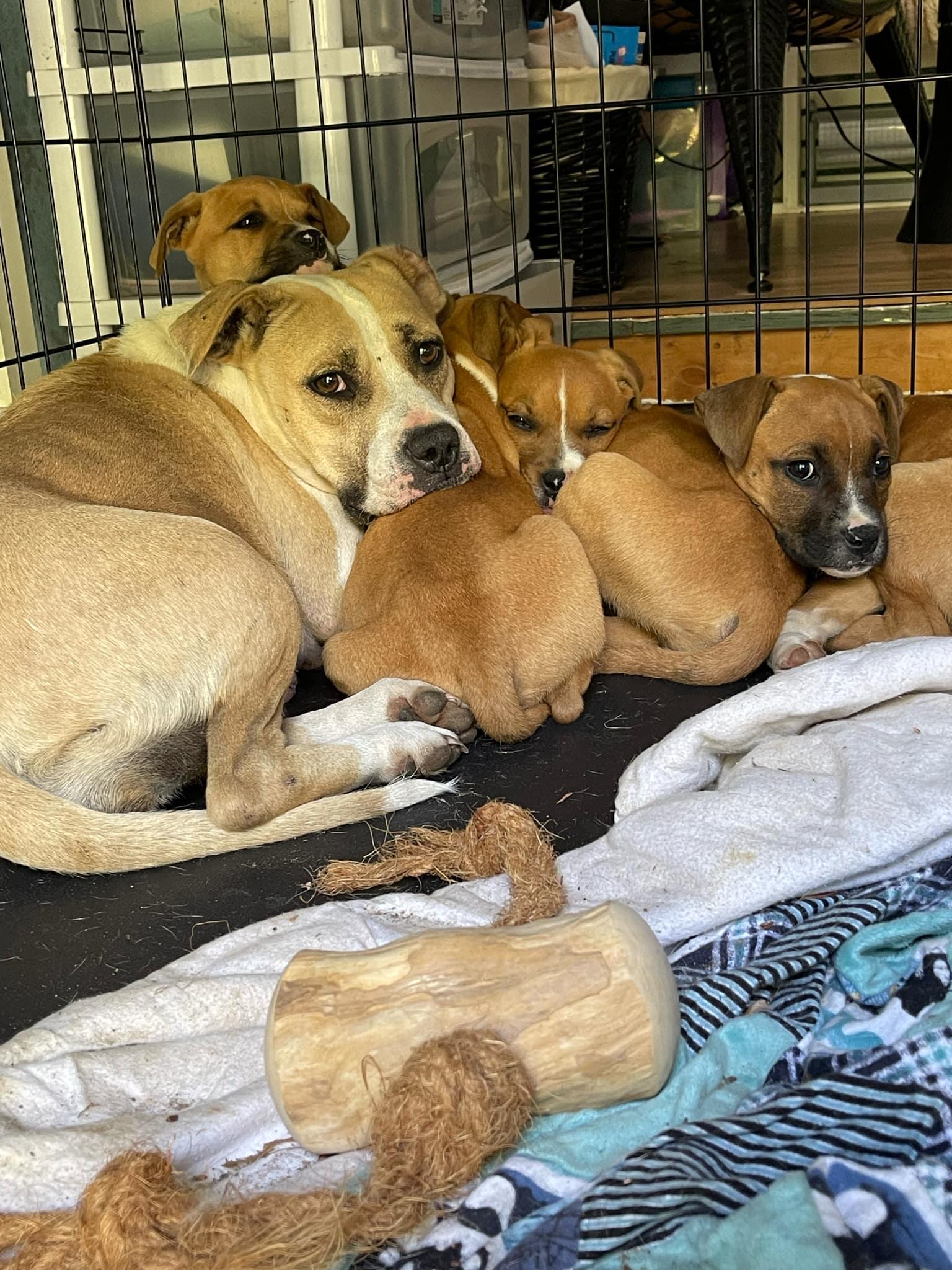 Honeysuckle, a Adoptable mixed breed in Ayden, NC image 2/3