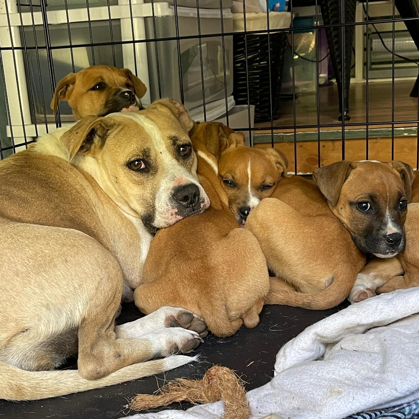 Enlarge Honeysuckle, a Adoptable mixed breed in Ayden, NC image 3/4