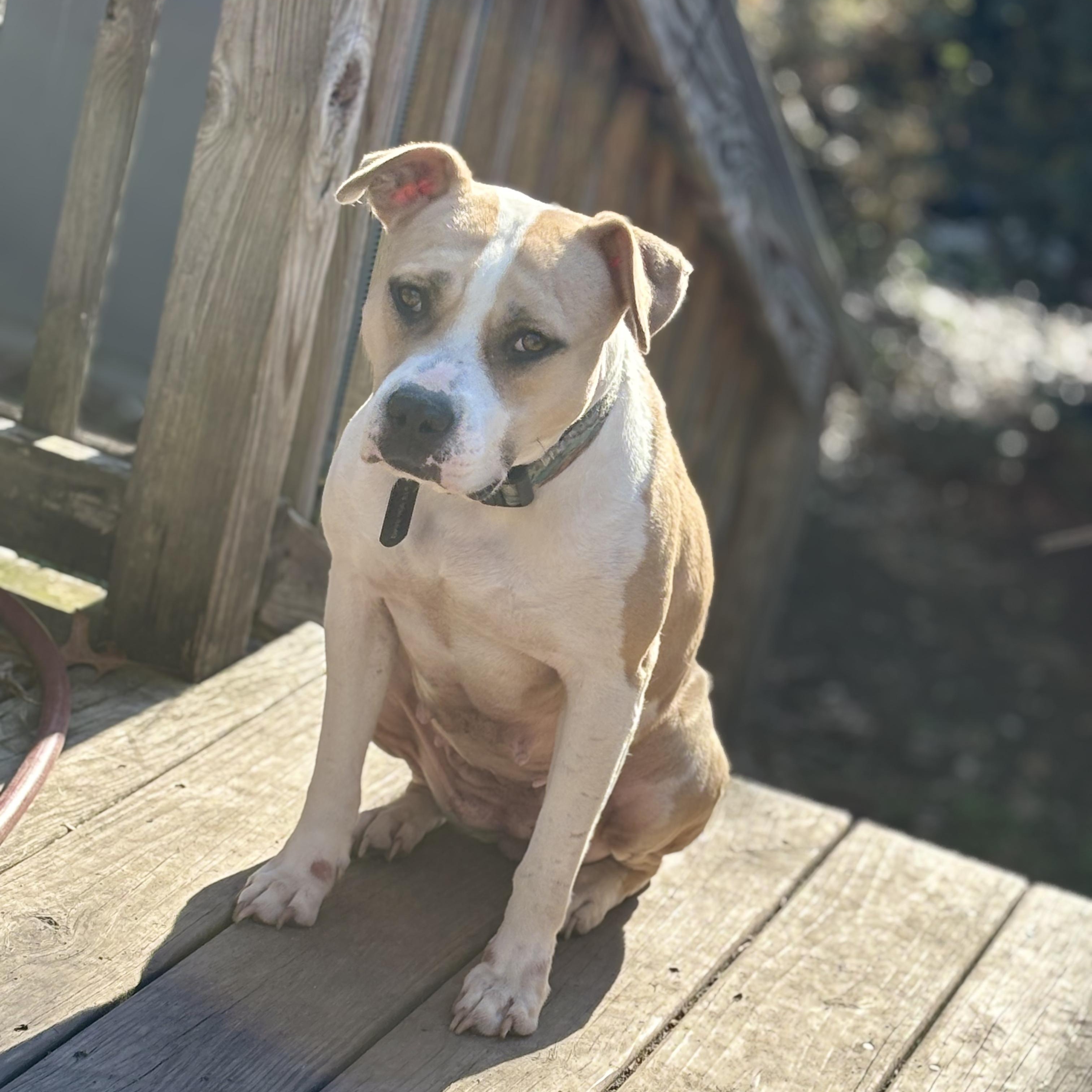 Enlarge Honeysuckle, a Adoptable mixed breed in Ayden, NC image 1/4