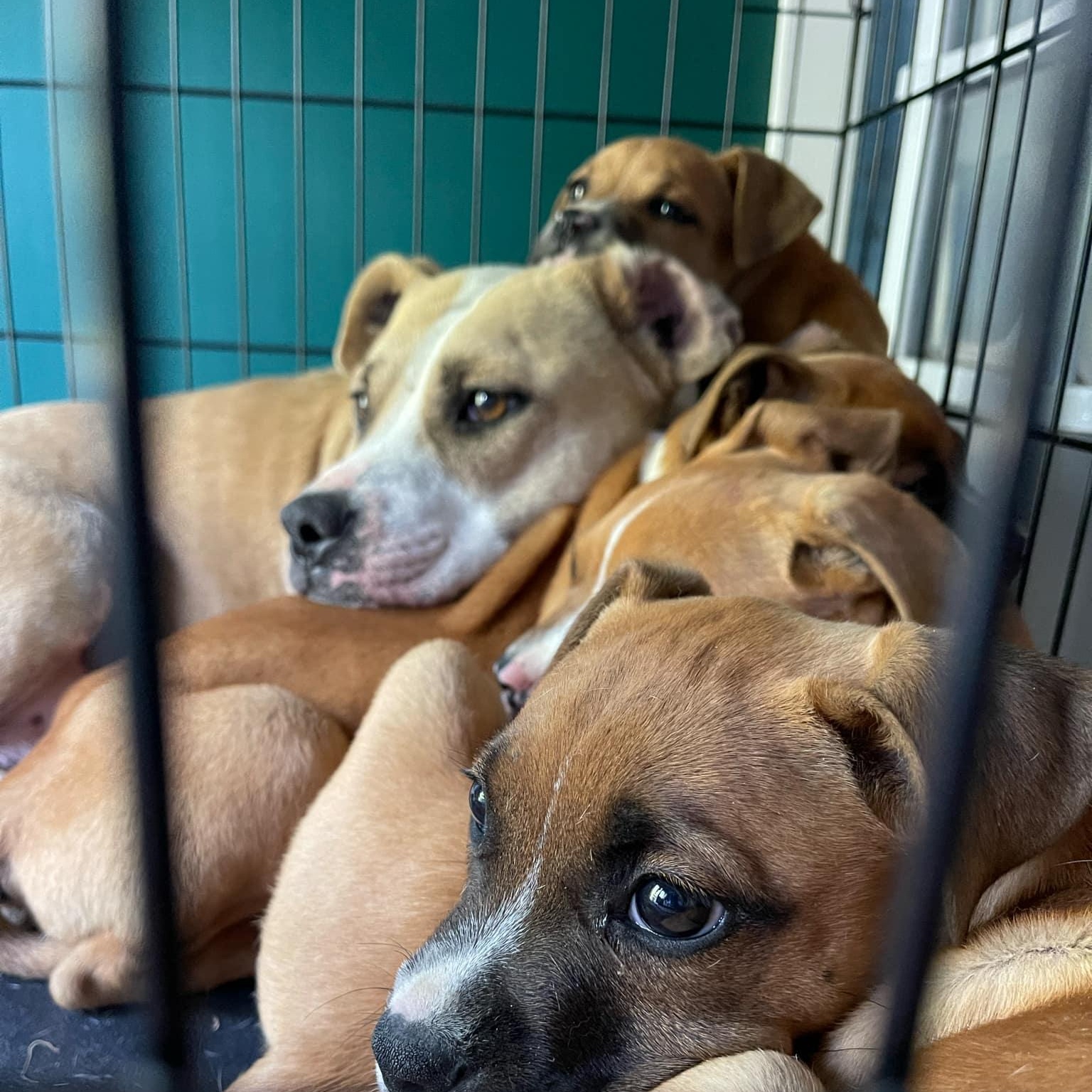 Enlarge Honeysuckle, a Adoptable mixed breed in Ayden, NC image 4/4