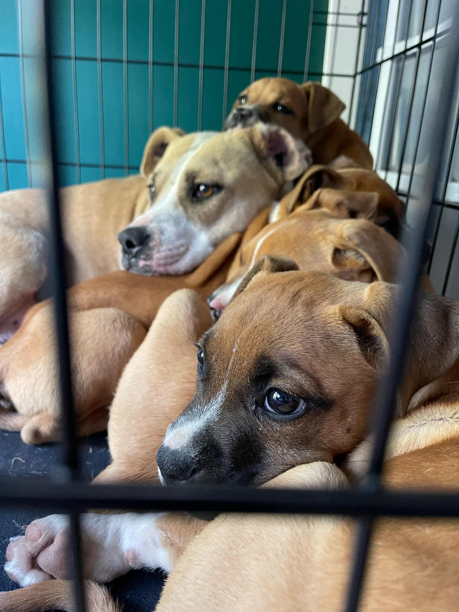 Honeysuckle, a Adoptable mixed breed in Ayden, NC image 3/3