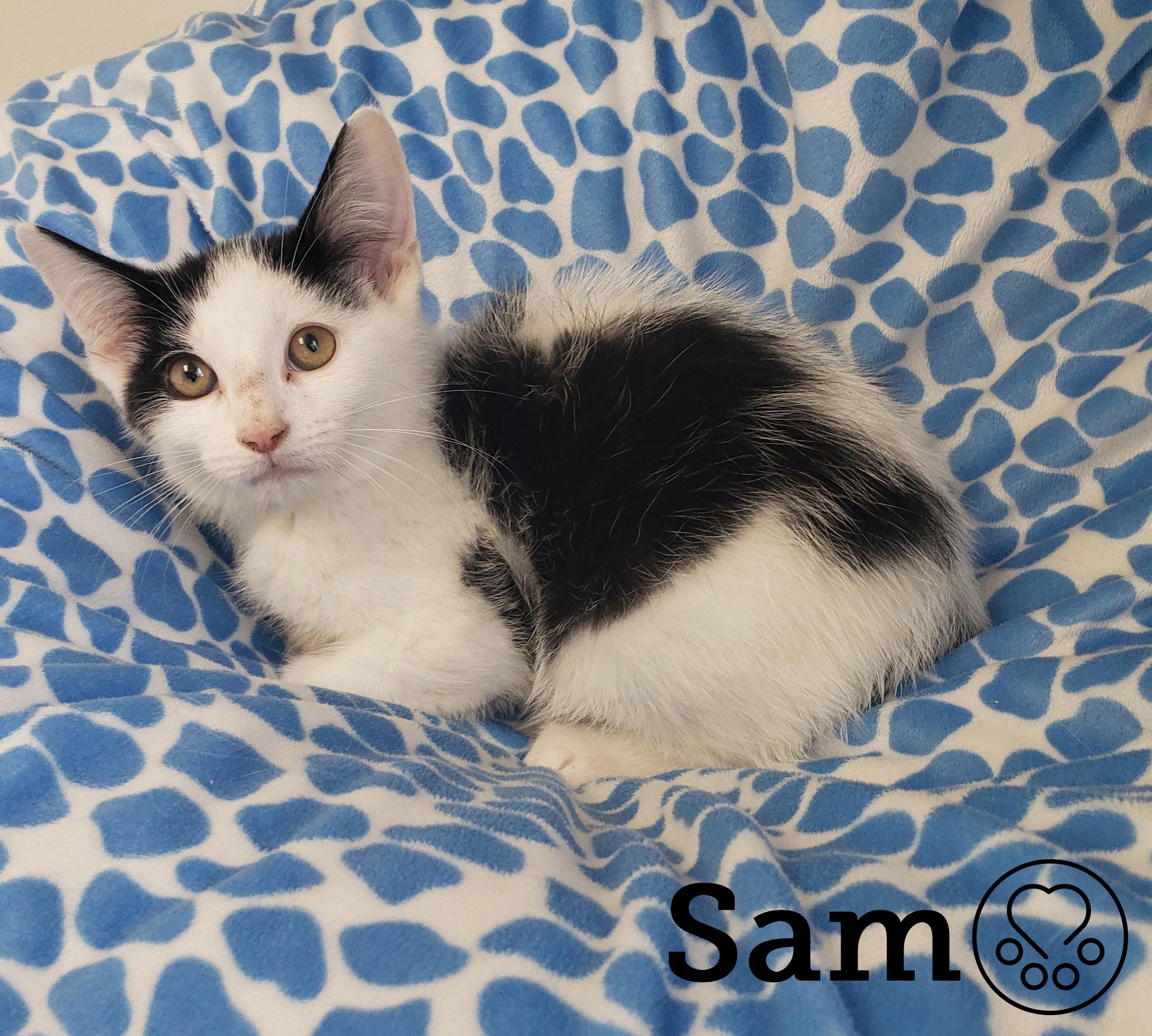 Sam, Adoptable, Kitten Male Domestic Short Hair.