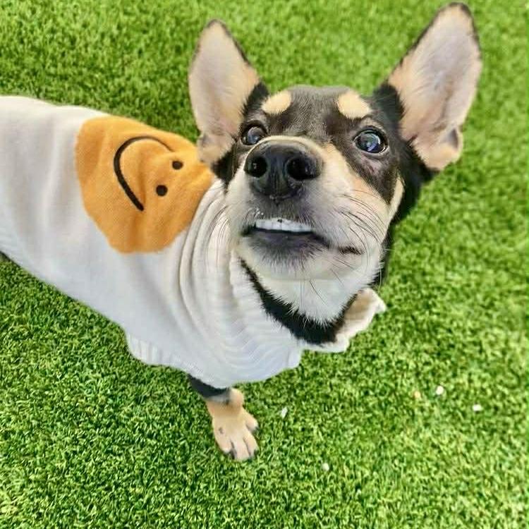 Princess *Special Care* $300, Adoptable, Young Female Australian Kelpie & Rat Terrier.