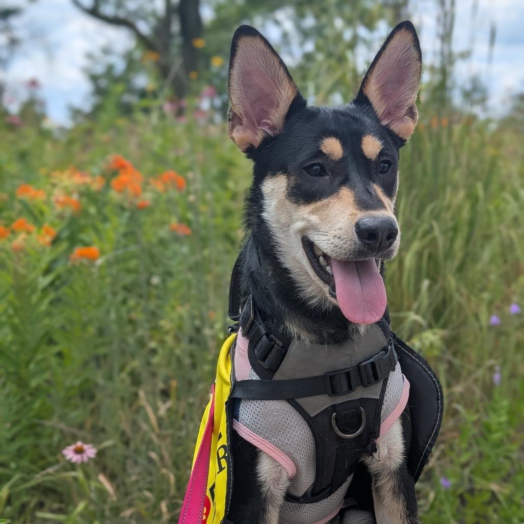 Princess $300 Special Needs, Adoptable, Young Female Australian Kelpie & Rat Terrier.