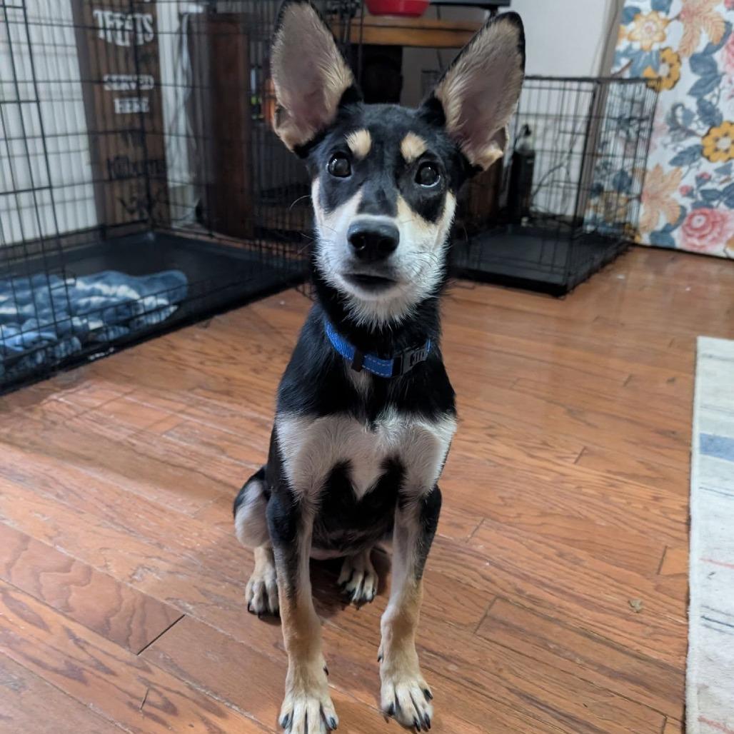 Princess $300 *Diabetic Puppy*, Adoptable, Young Female Australian Kelpie & Rat Terrier.