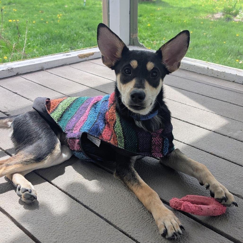 Enlarge Princess *Diabetic Puppy*, a Adoptable mixed breed in Milwaukee, WI image 3/5