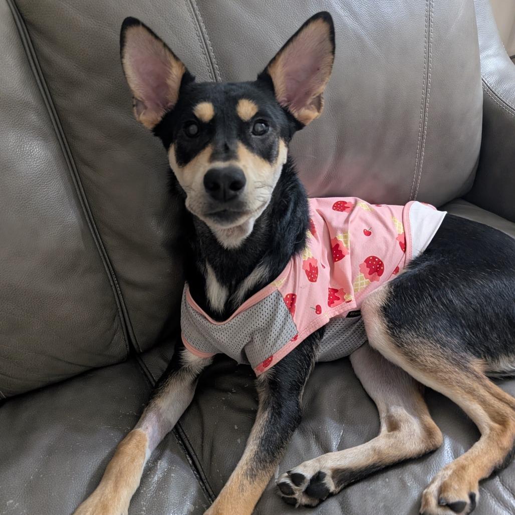 Princess $300 Special Needs, a Adoptable mixed breed in Milwaukee, WI image 2/4