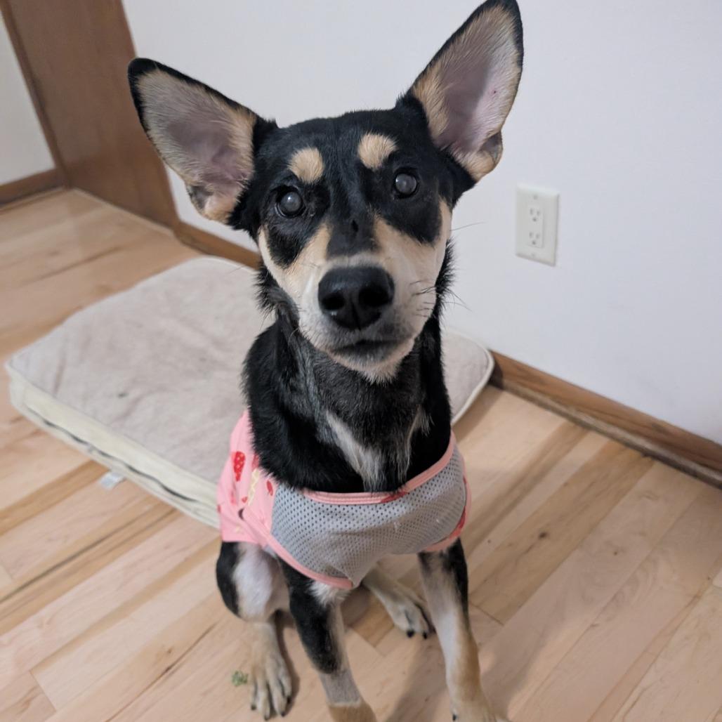 Princess $300 Special Needs, a Adoptable mixed breed in Milwaukee, WI image 3/4