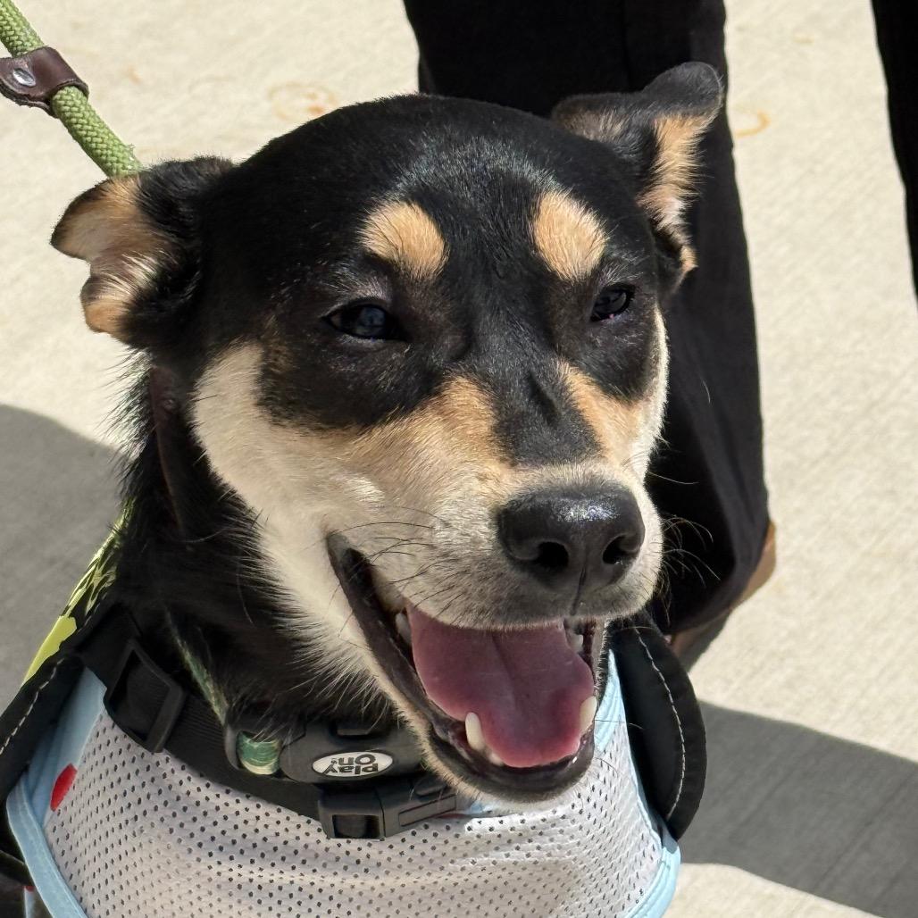 Princess $300 *Diabetic Puppy*, a Adoptable mixed breed in Milwaukee, WI image 3/5
