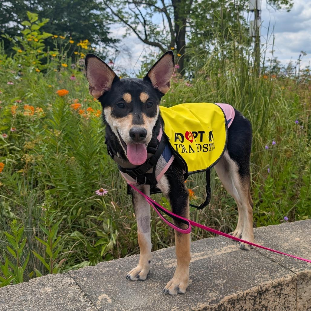 Princess $300 Special Needs, a Adoptable mixed breed in Milwaukee, WI image 4/4