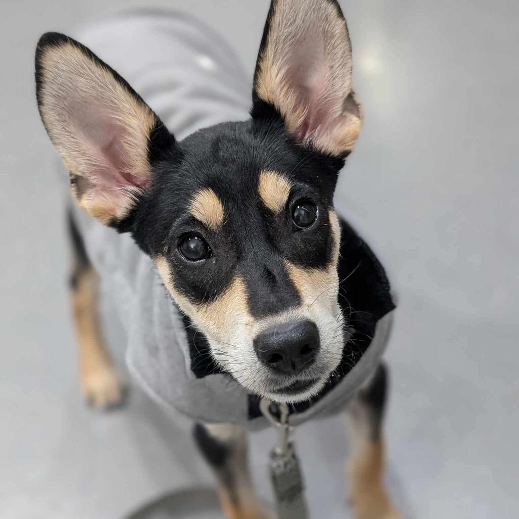 Enlarge Princess *Special Care* $300, a Adoptable mixed breed in Milwaukee, WI image 3/4