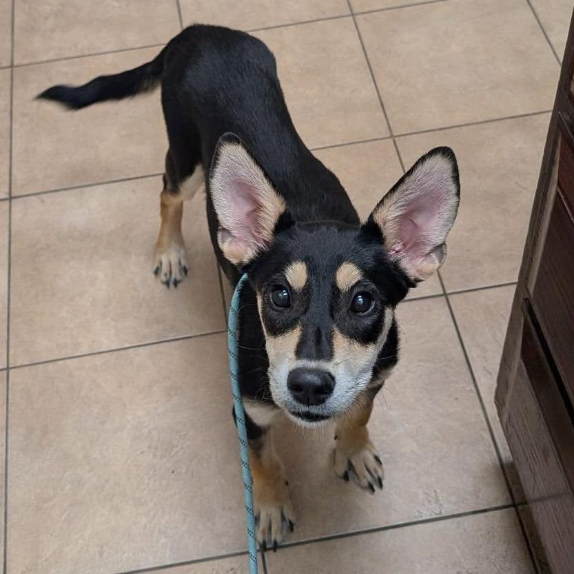 Enlarge Princess *Special Care* $300, a Adoptable mixed breed in Milwaukee, WI image 4/4