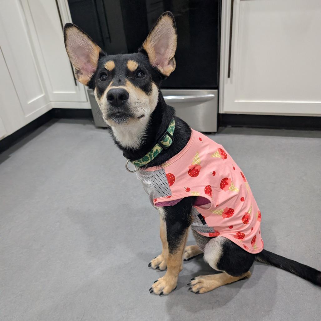 Princess $300 *Diabetic Puppy*, a Adoptable mixed breed in Milwaukee, WI image 5/5