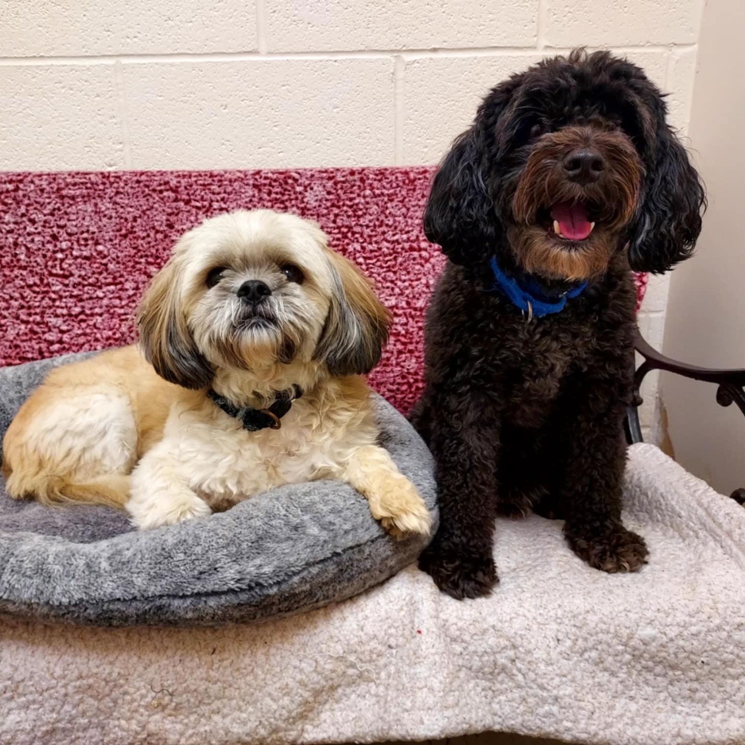 Marley and Winston