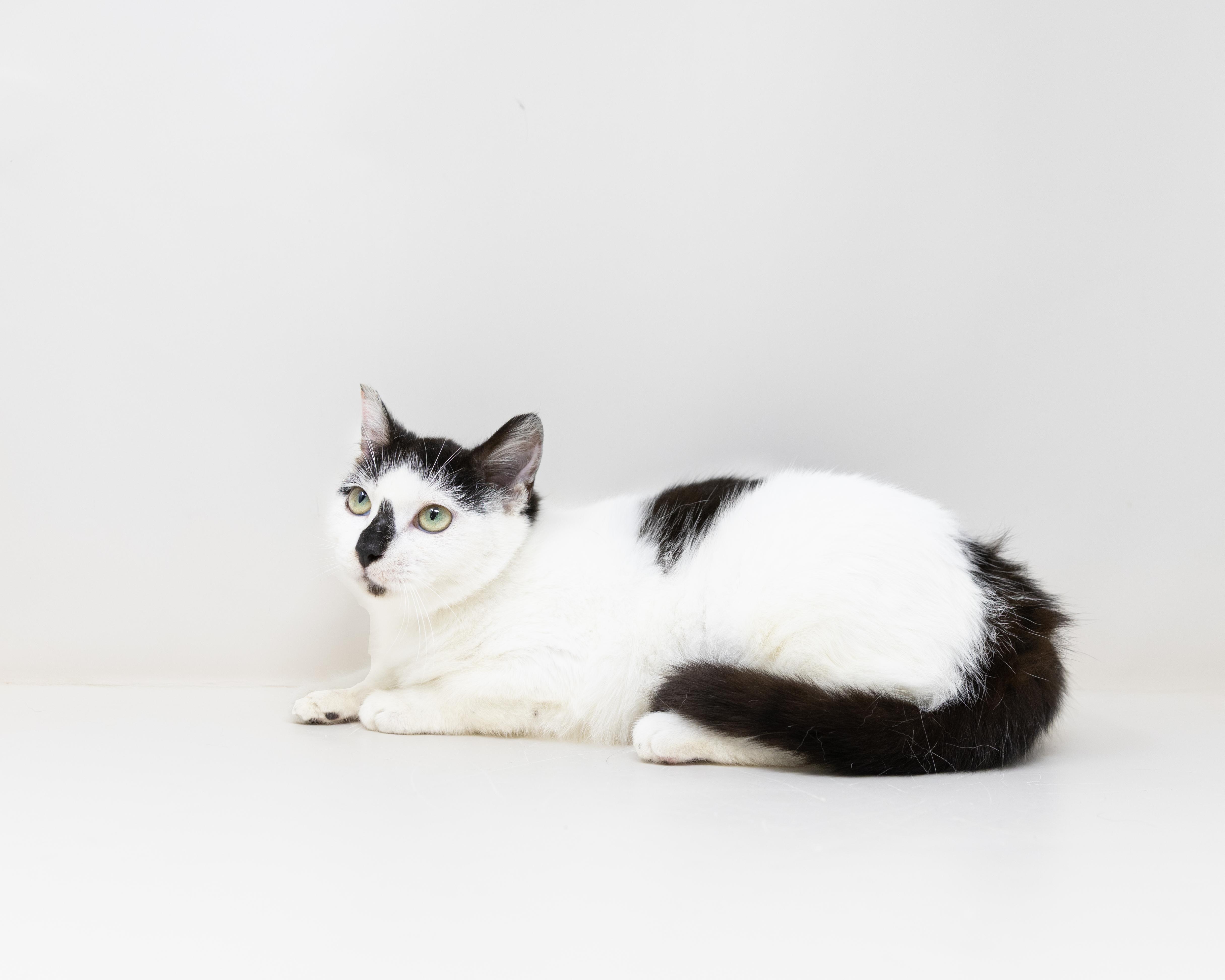 Enlarge Neo, a Adoptable mixed breed in Trophy Club, TX image 3/6