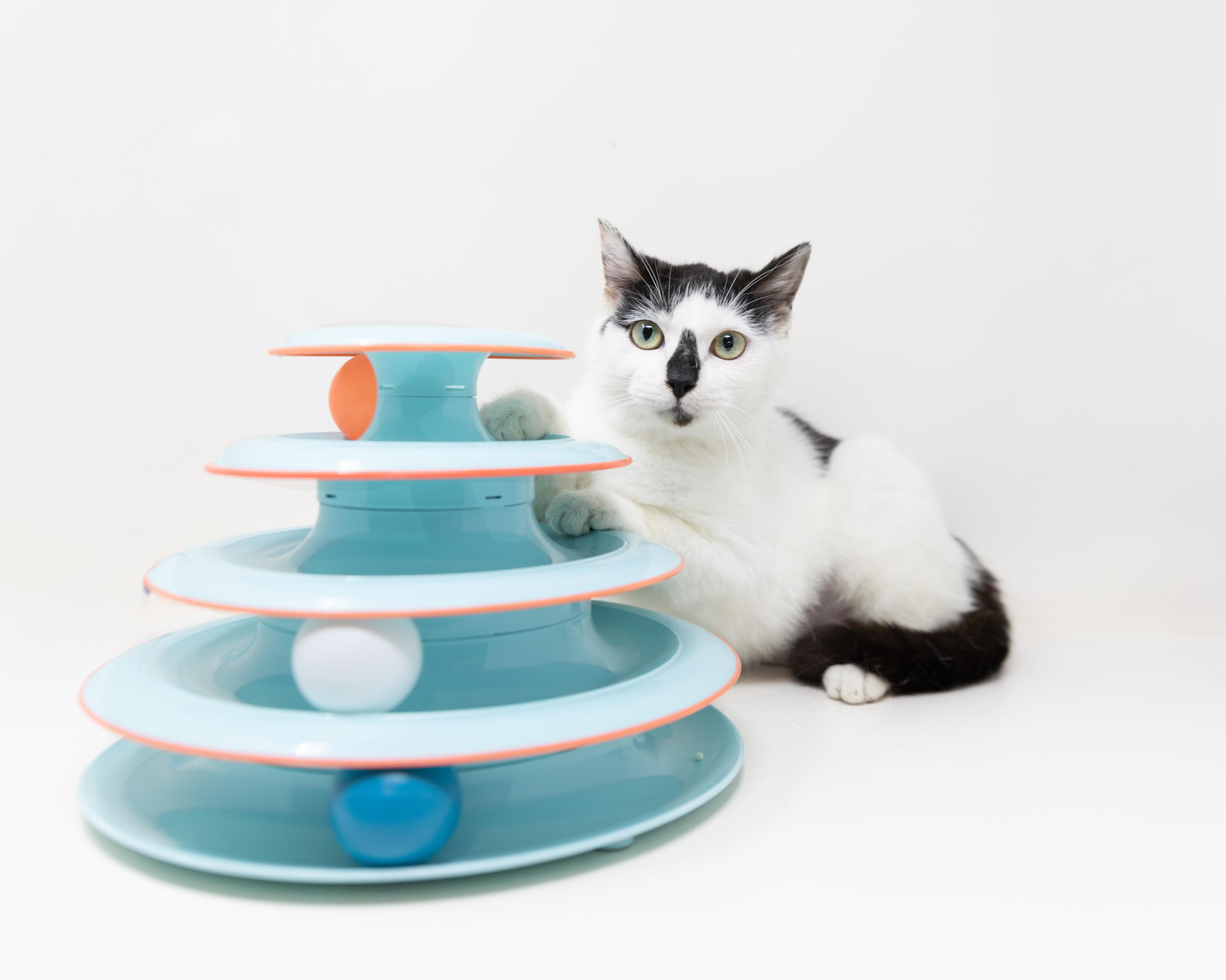 Enlarge Neo, a Adoptable mixed breed in Trophy Club, TX image 4/6