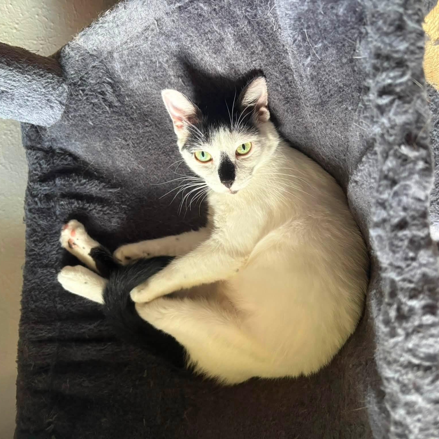 Neo, a Adoptable mixed breed in Dallas, TX image 3/6