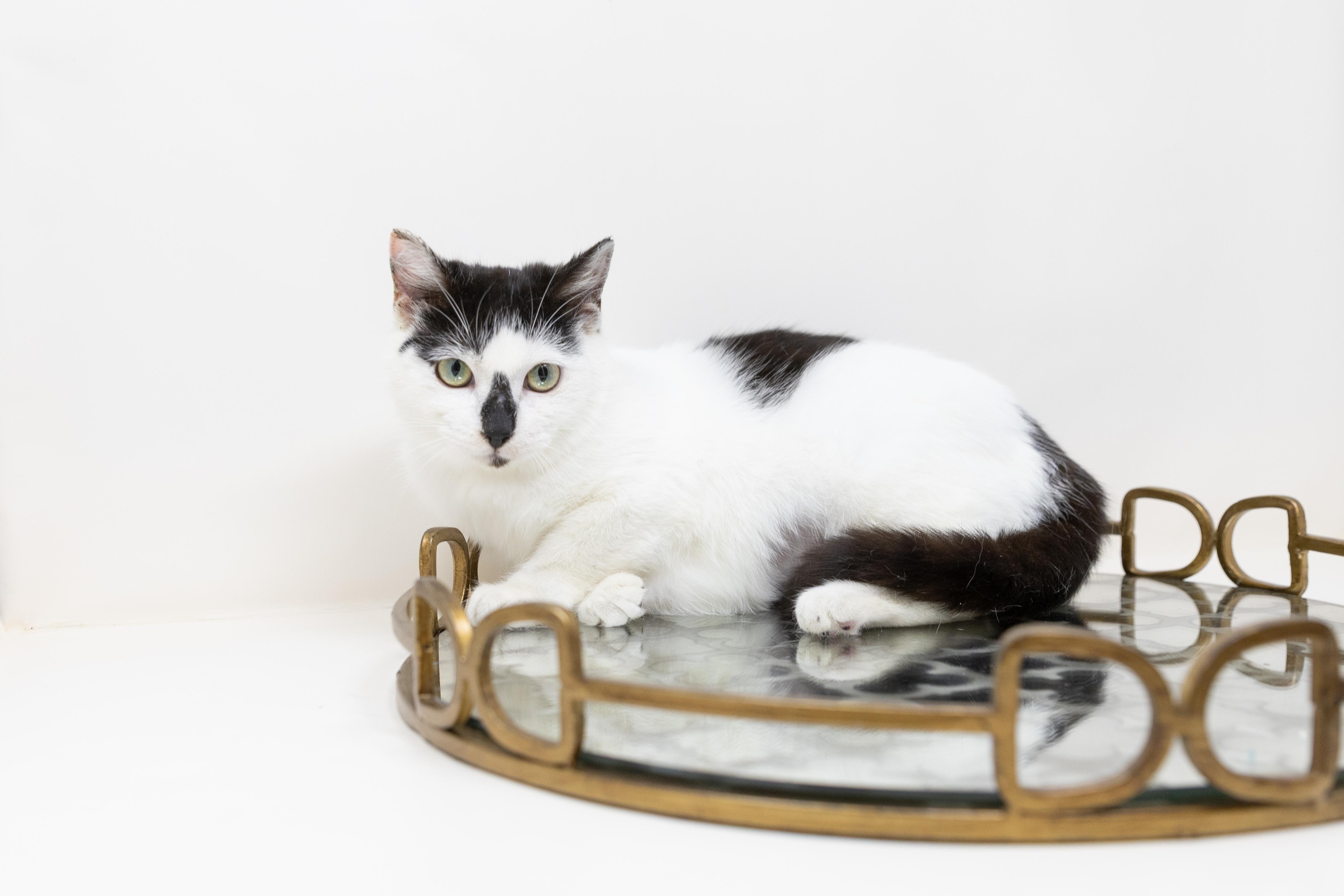 Enlarge Neo, a Adoptable mixed breed in Trophy Club, TX image 6/6