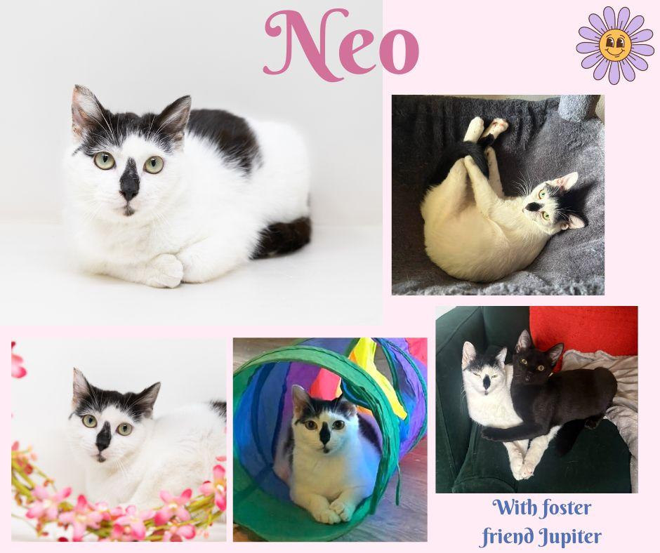 Neo, a Adoptable mixed breed in Dallas, TX image 5/6