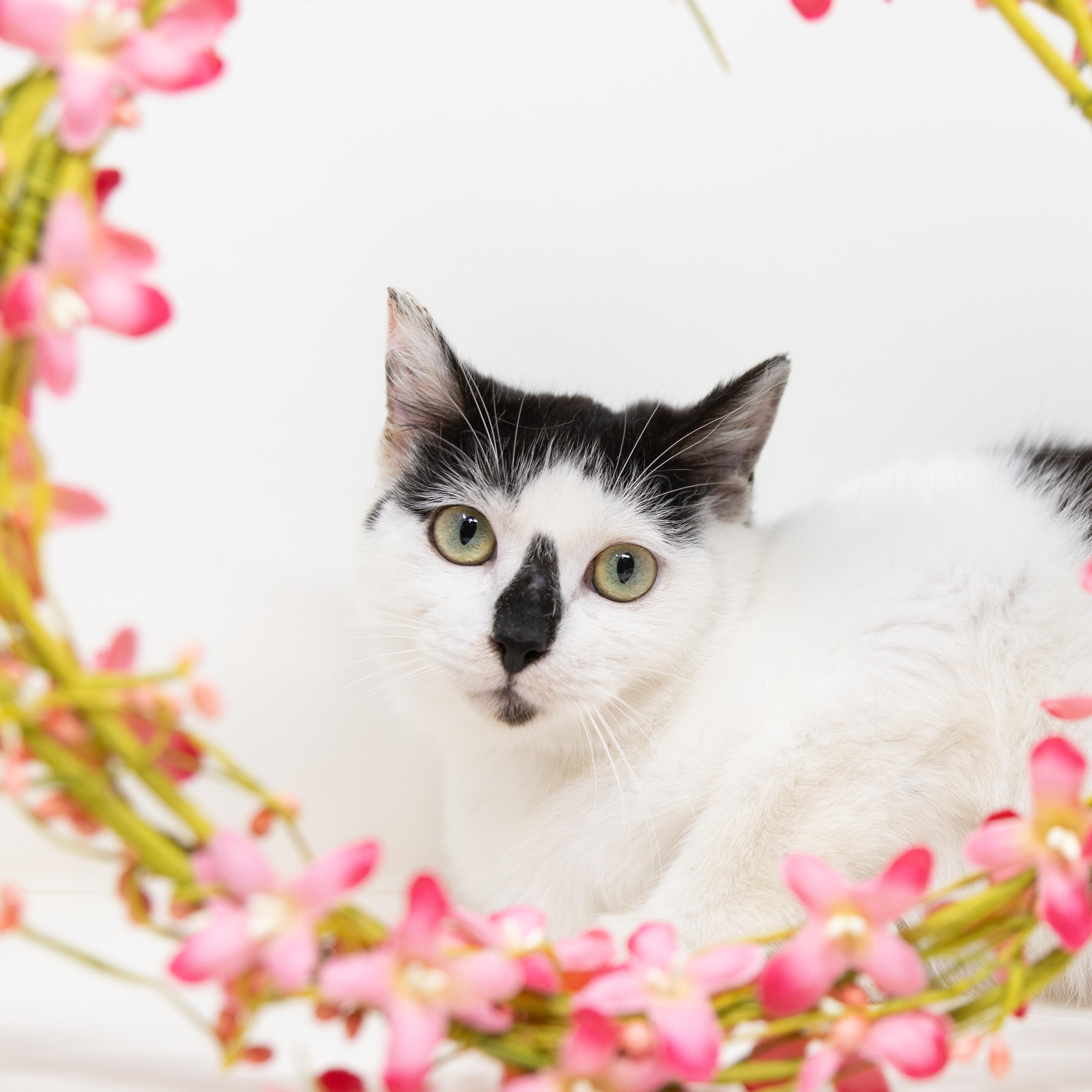 Enlarge Neo, a Adoptable mixed breed in Trophy Club, TX image 5/6