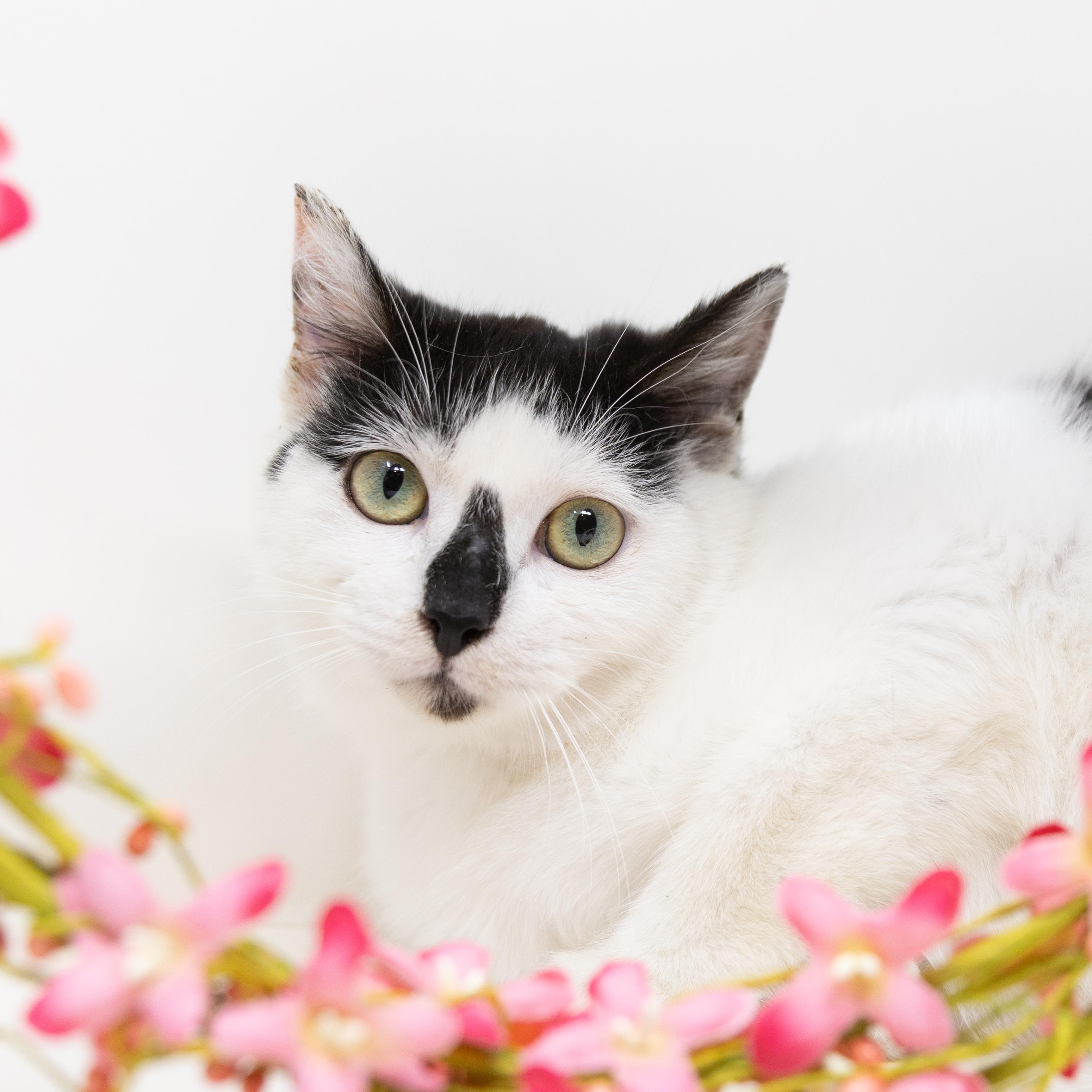 Neo, a Adoptable mixed breed in Dallas, TX image 2/6