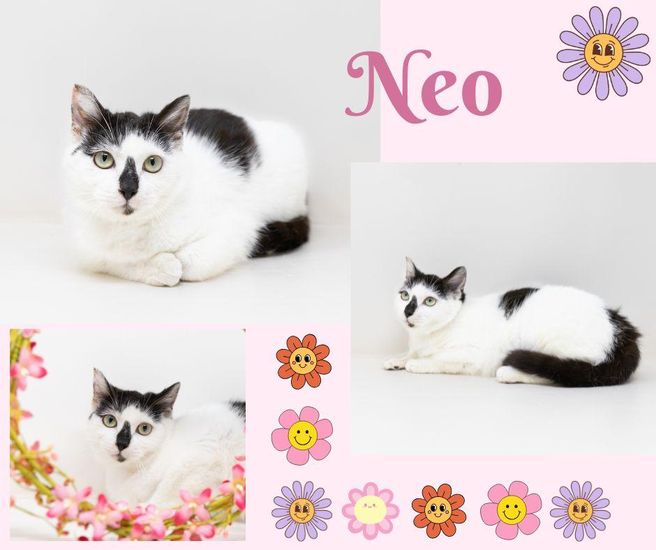 Enlarge Neo, a Adoptable mixed breed in Trophy Club, TX image 2/6