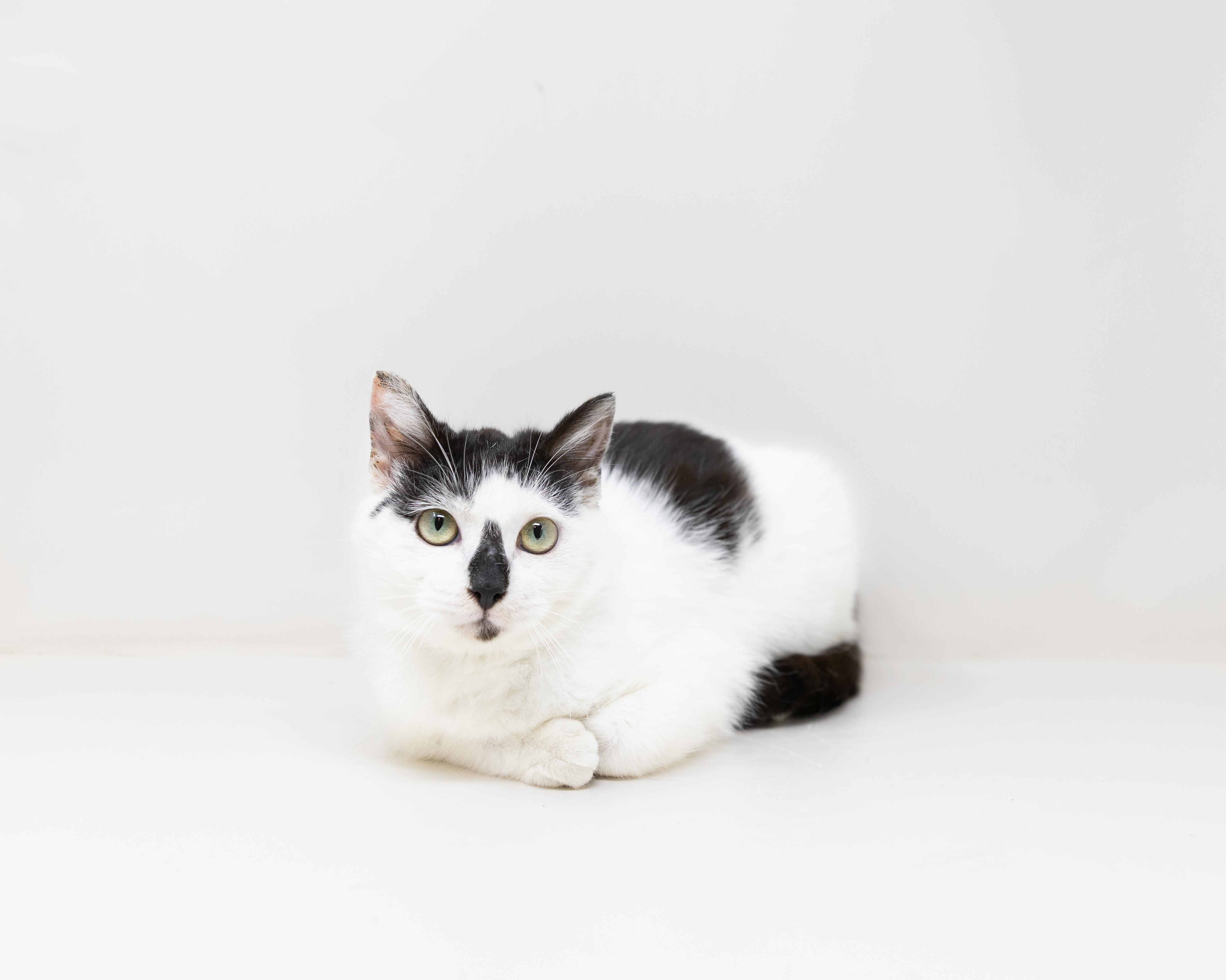Neo, Adoptable, Young Female Snowshoe & Tuxedo.