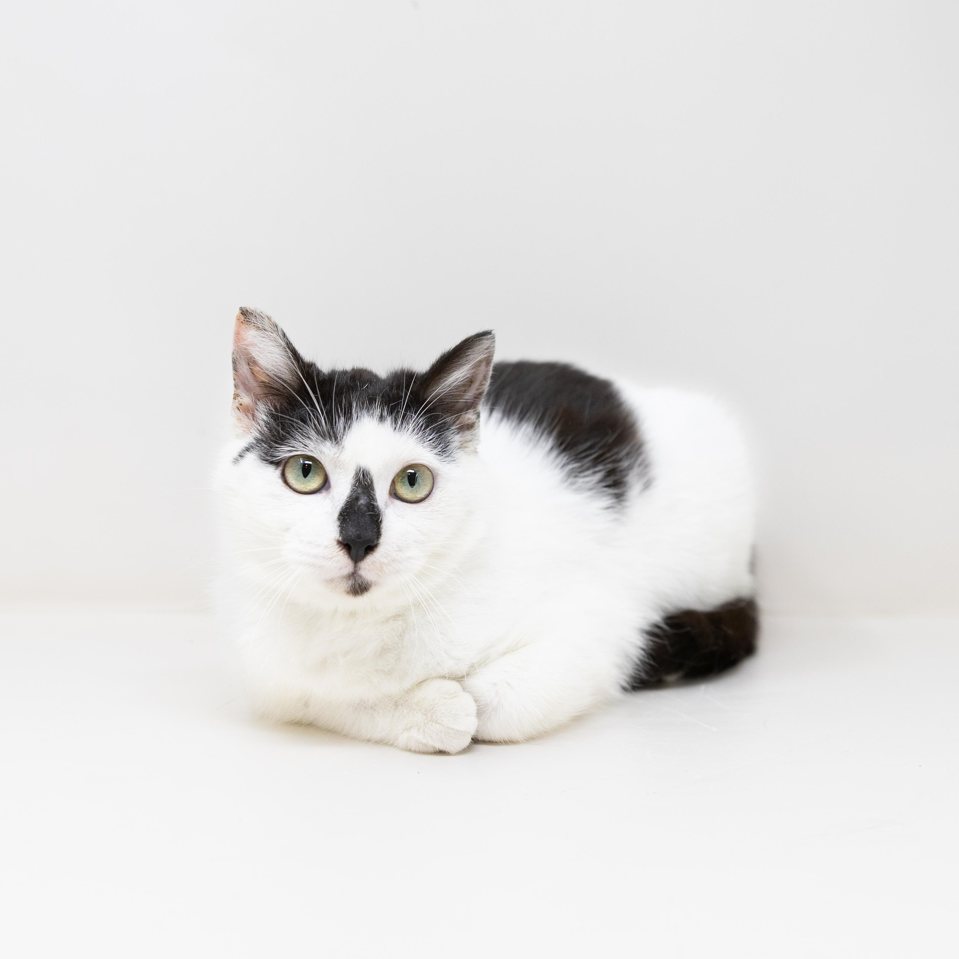 Neo, a Adoptable mixed breed in Dallas, TX image 1/6