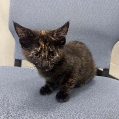 Cygnus (PetSmart Claiborne), Adoptable, Kitten Female Domestic Short Hair & Domestic Short Hair.