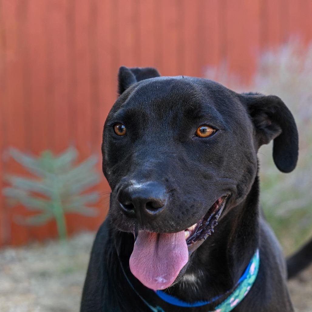 Short King, Adoptable, Adult Male Labrador Retriever & Mixed Breed.