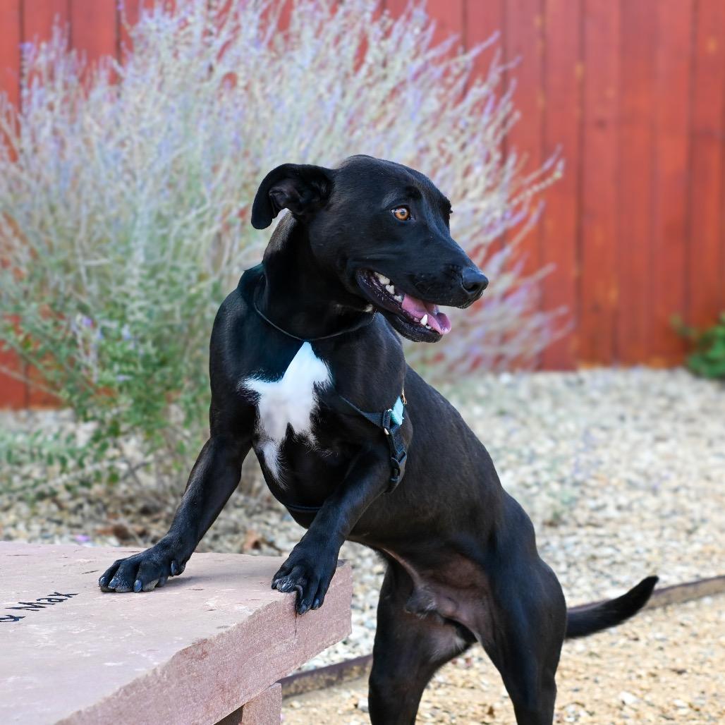 Enlarge Short King, a Adoptable mixed breed in Albuquerque, NM image 2/6
