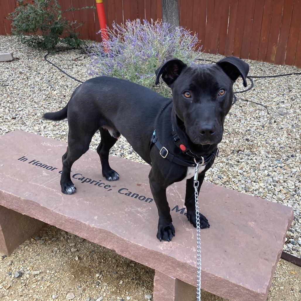 Enlarge Short King, a Adoptable mixed breed in Albuquerque, NM image 4/6
